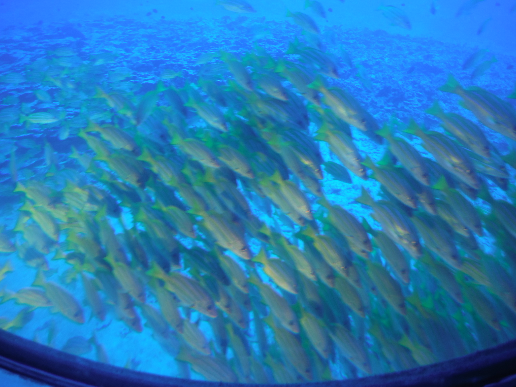 22232890983_6ef75d8f96_k